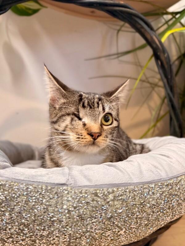 Diane Gillespie TCHS — thumbnail 2