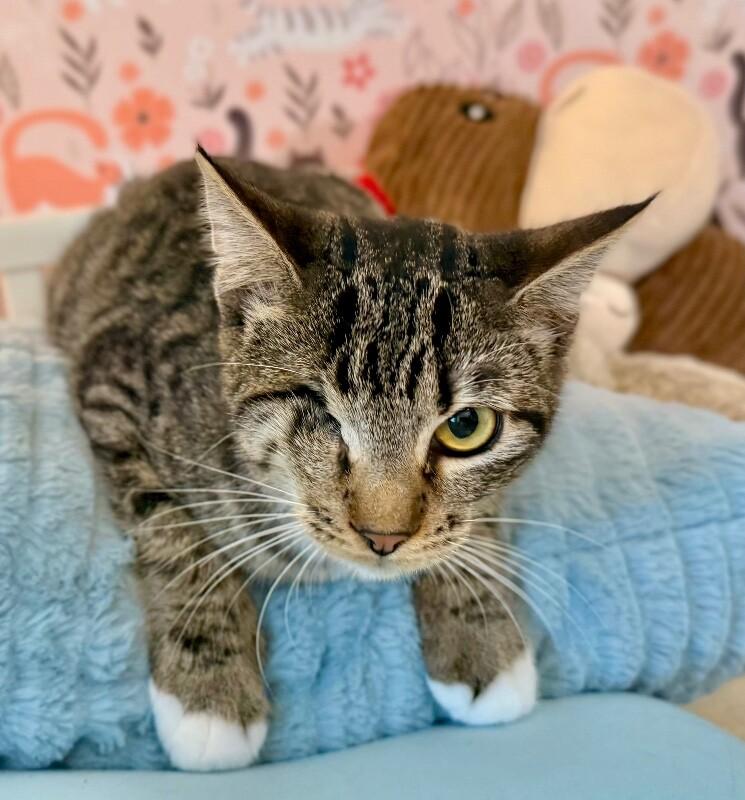 Diane Gillespie TCHS — thumbnail 3