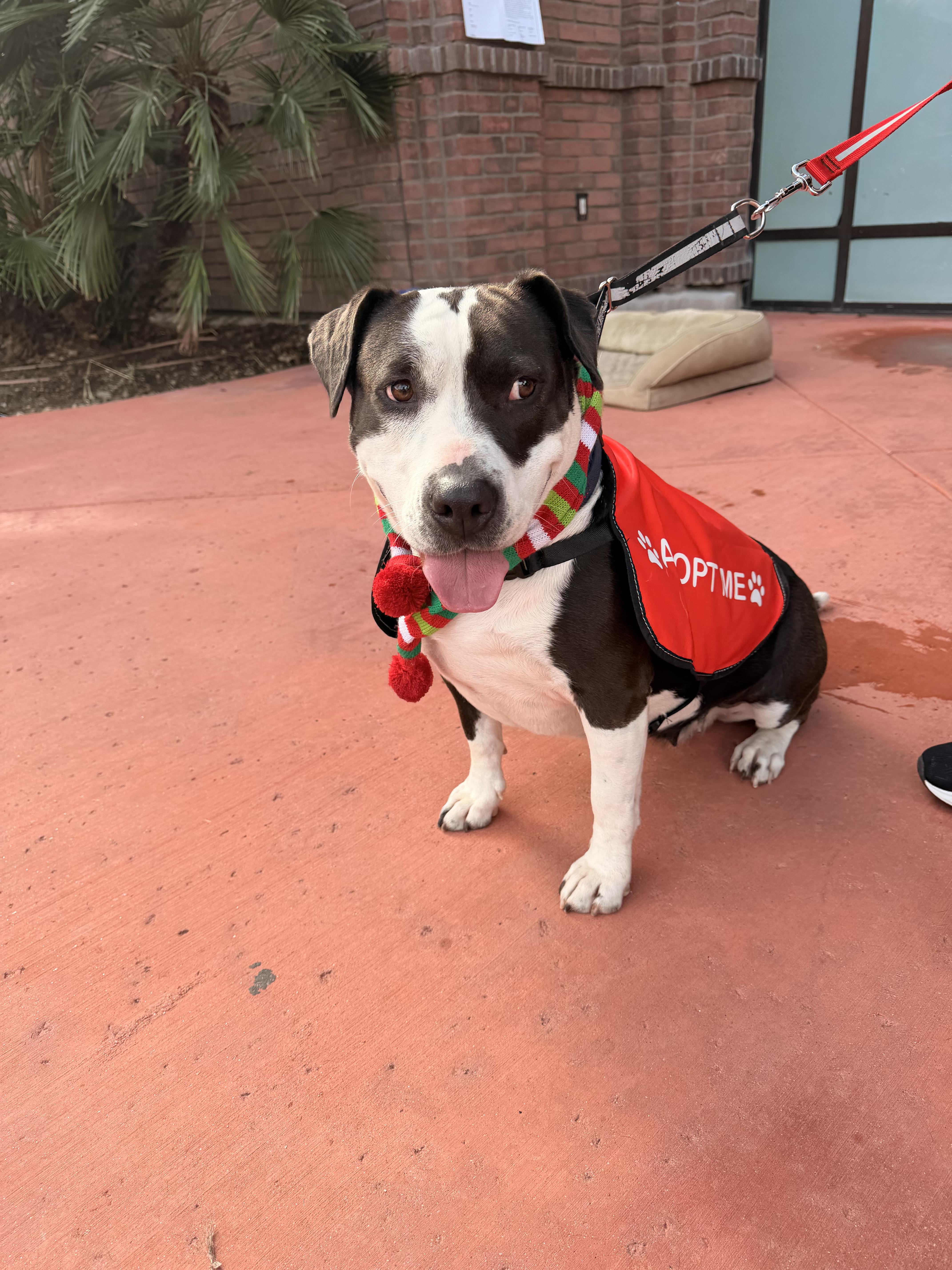 Susie, Adopted, Adult Female Pit Bull Terrier.