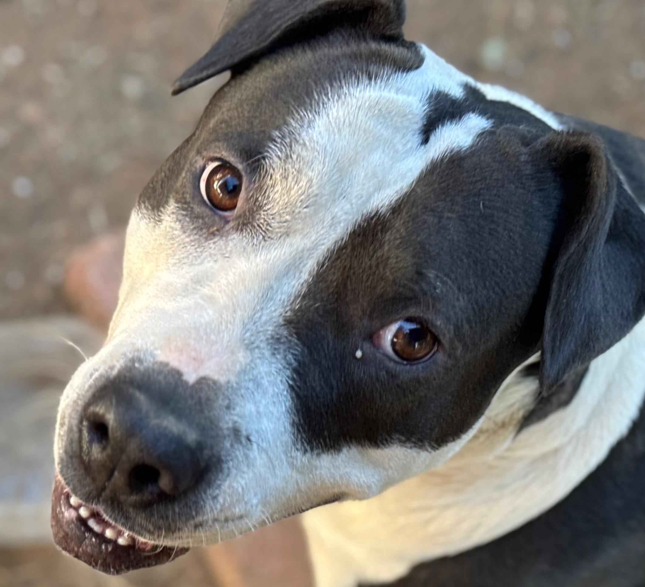 Enlarge Susie, a Adopted Pit Bull Terrier in Salt Lake City, UT image 5/6