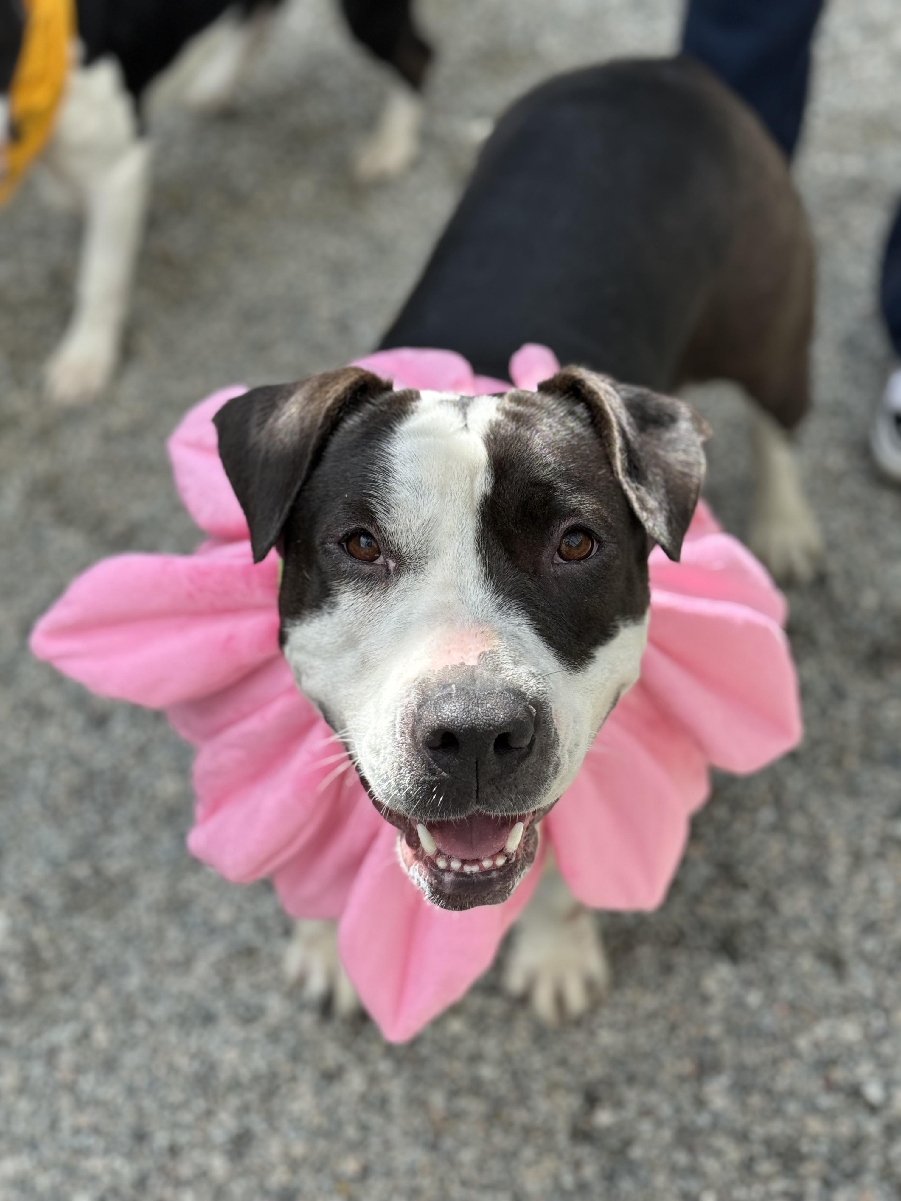 Enlarge Susie, a Adopted Pit Bull Terrier in Salt Lake City, UT image 6/6