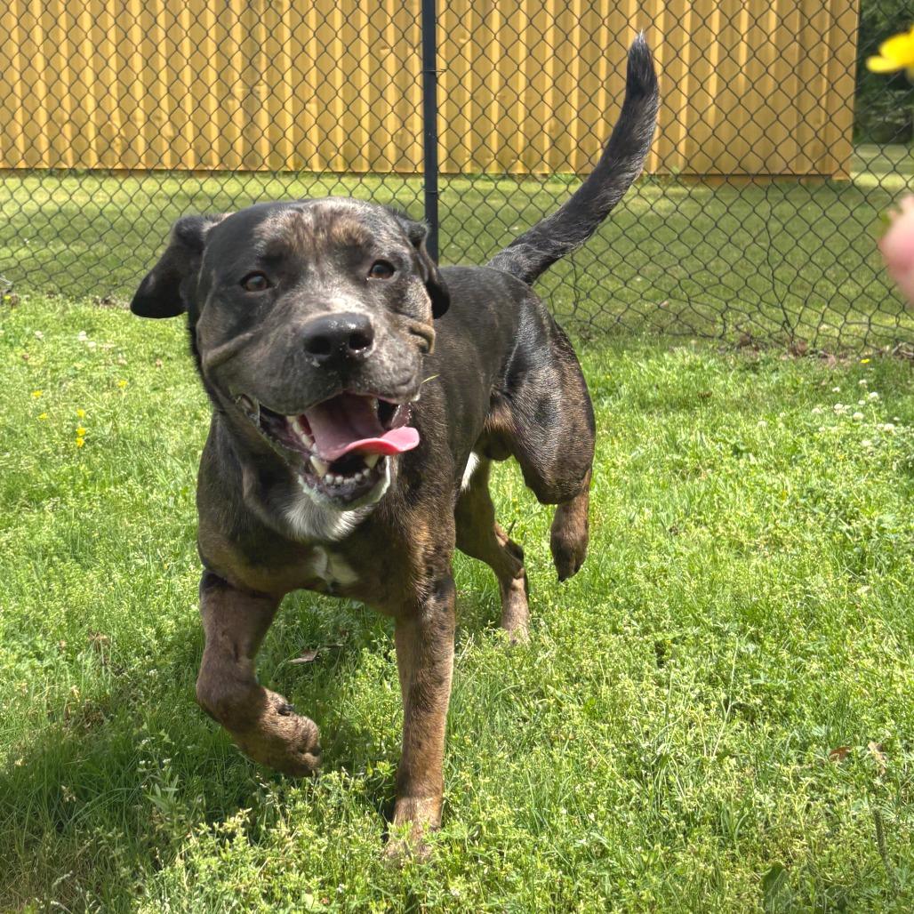Sampson, a Adoptable mixed breed in Cabot, AR image 1/2