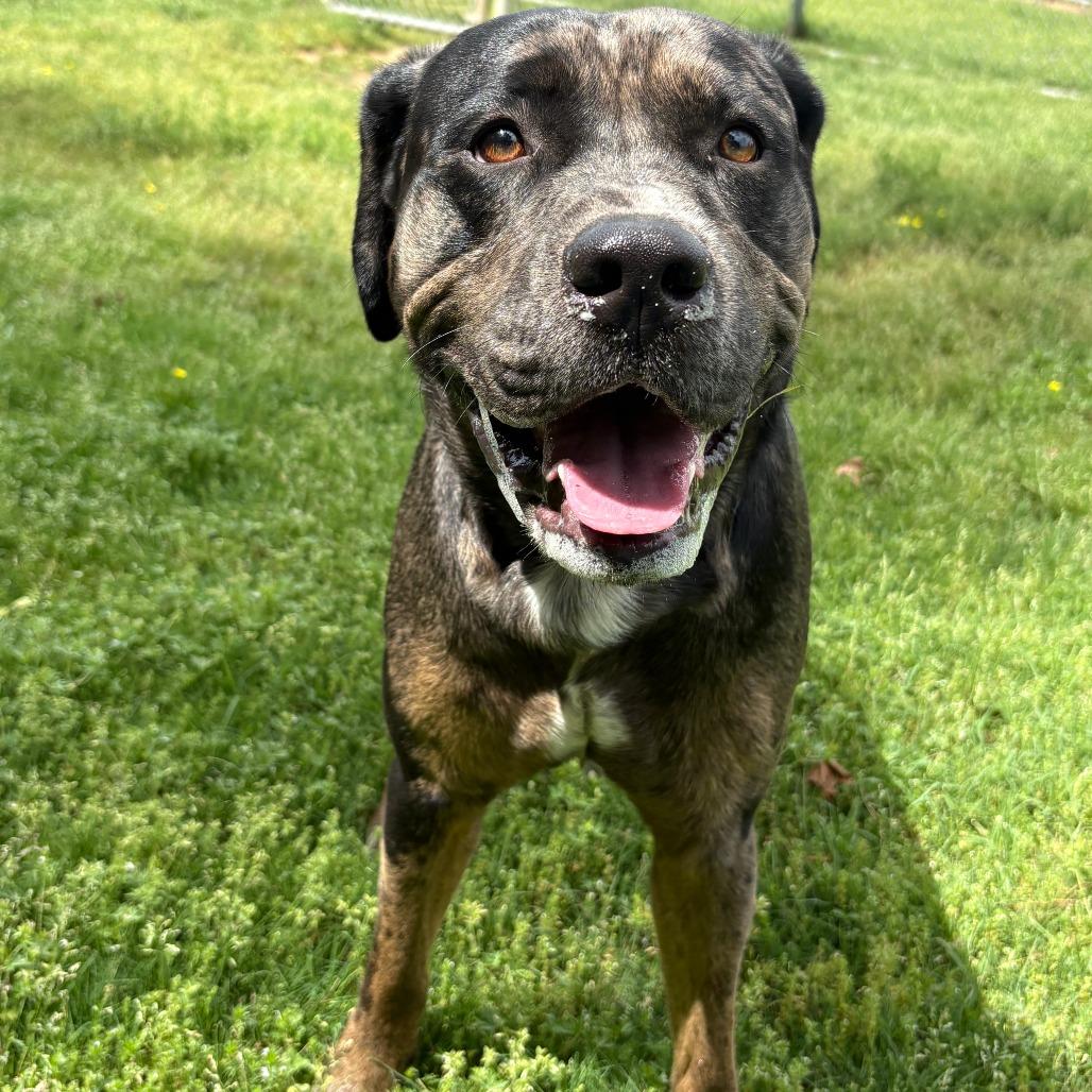 Sampson, a Adoptable mixed breed in Cabot, AR image 2/2