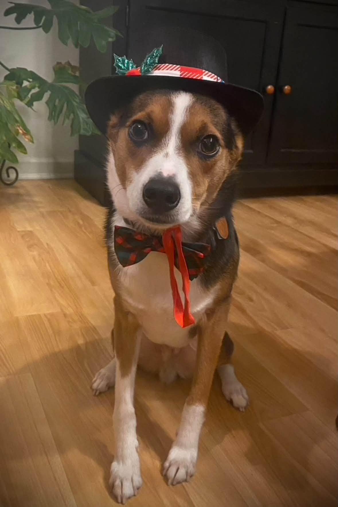 Enlarge Max, a Adoptable mixed breed in Farmingdale, NJ image 2/4