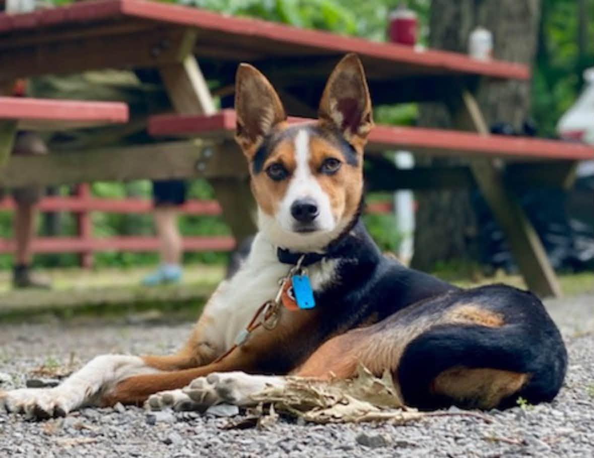 Max, Adoptable, Adult Male Terrier.