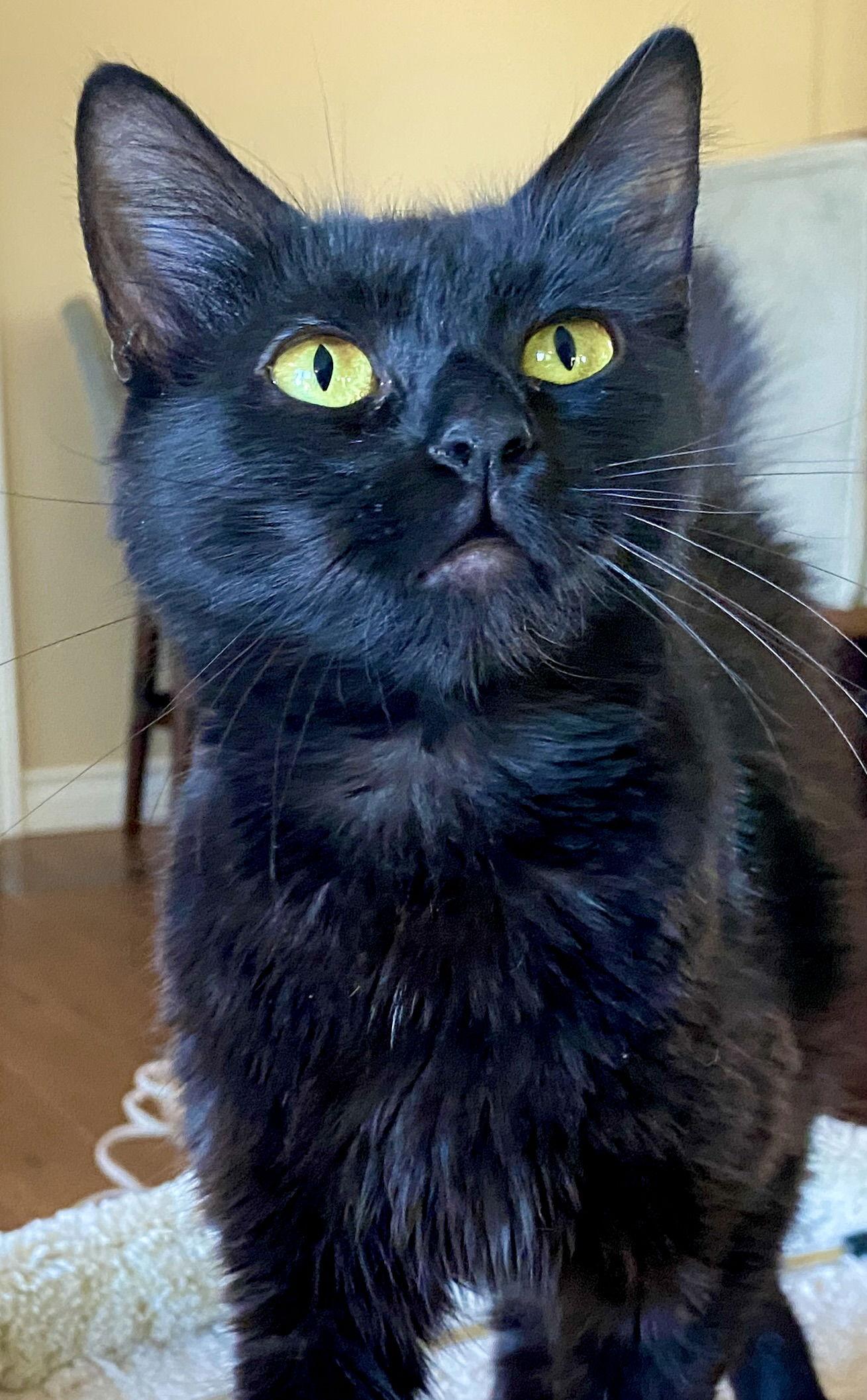 Mama, Adoptable, Young Female Domestic Long Hair & Chartreux.