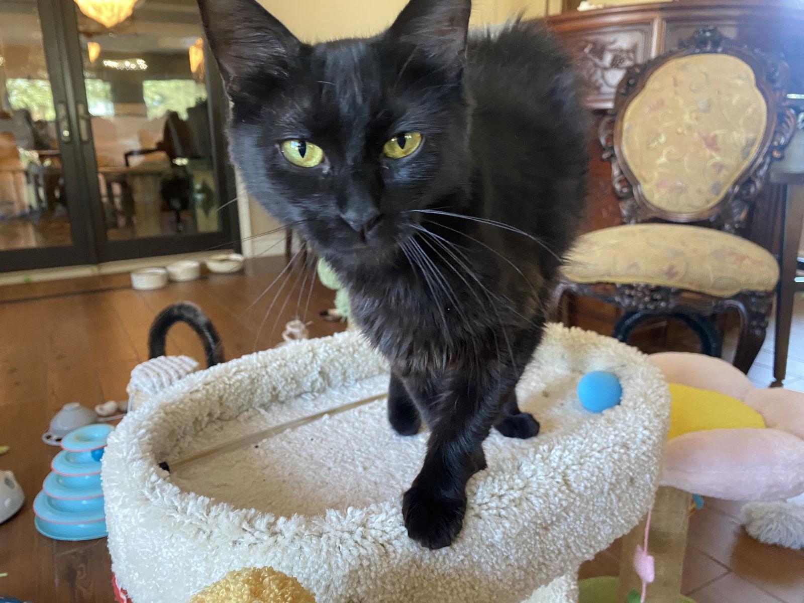 Enlarge Mama, a Adoptable mixed breed in Walnut Creek, CA image 2/3