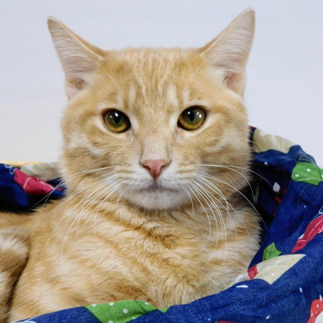 Oscar, Adoptable, Young Male Domestic Short Hair.