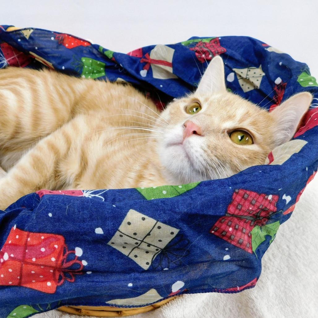 Enlarge Oscar, a Adoptable Domestic Short Hair in Canton, IL image 2/6