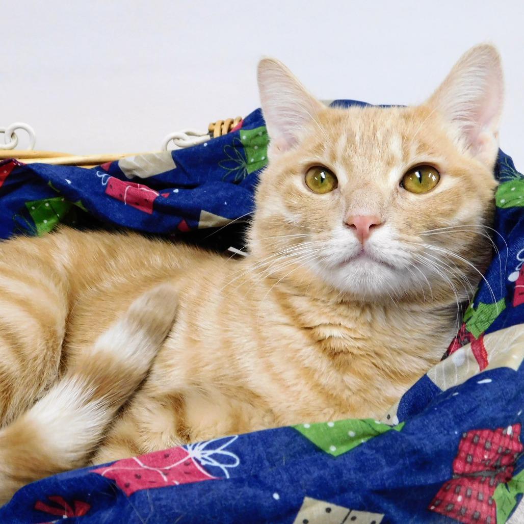 Enlarge Oscar, a Adoptable Domestic Short Hair in Canton, IL image 3/6