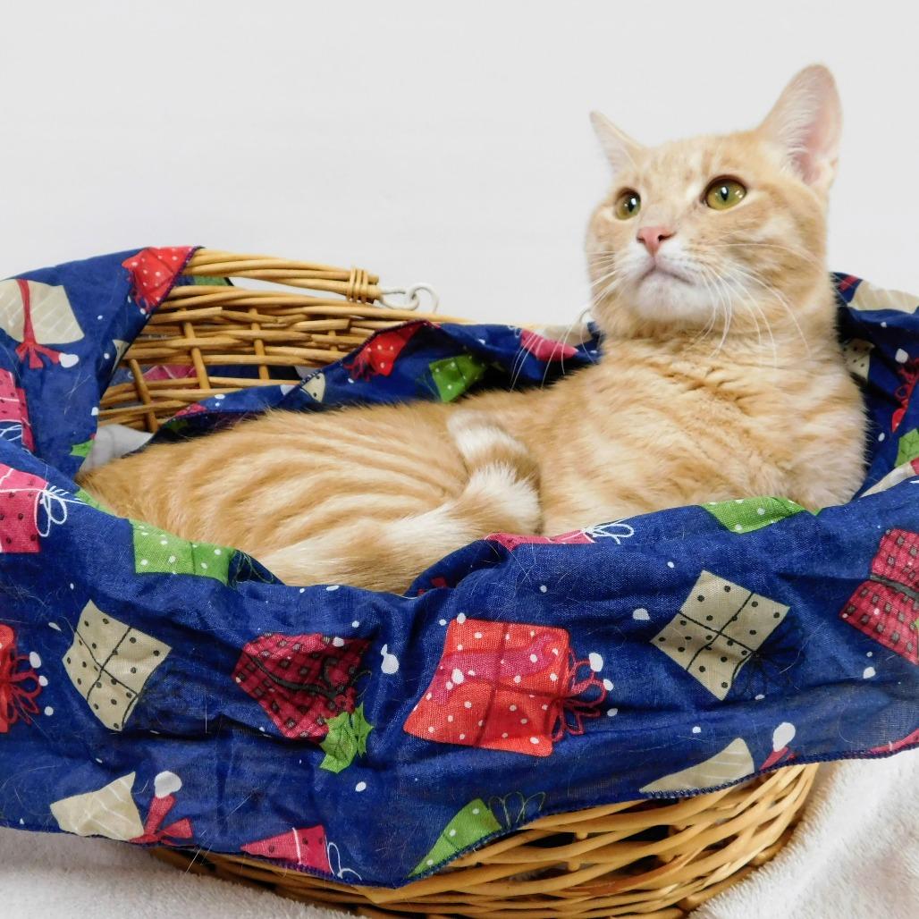 Enlarge Oscar, a Adoptable Domestic Short Hair in Canton, IL image 4/6