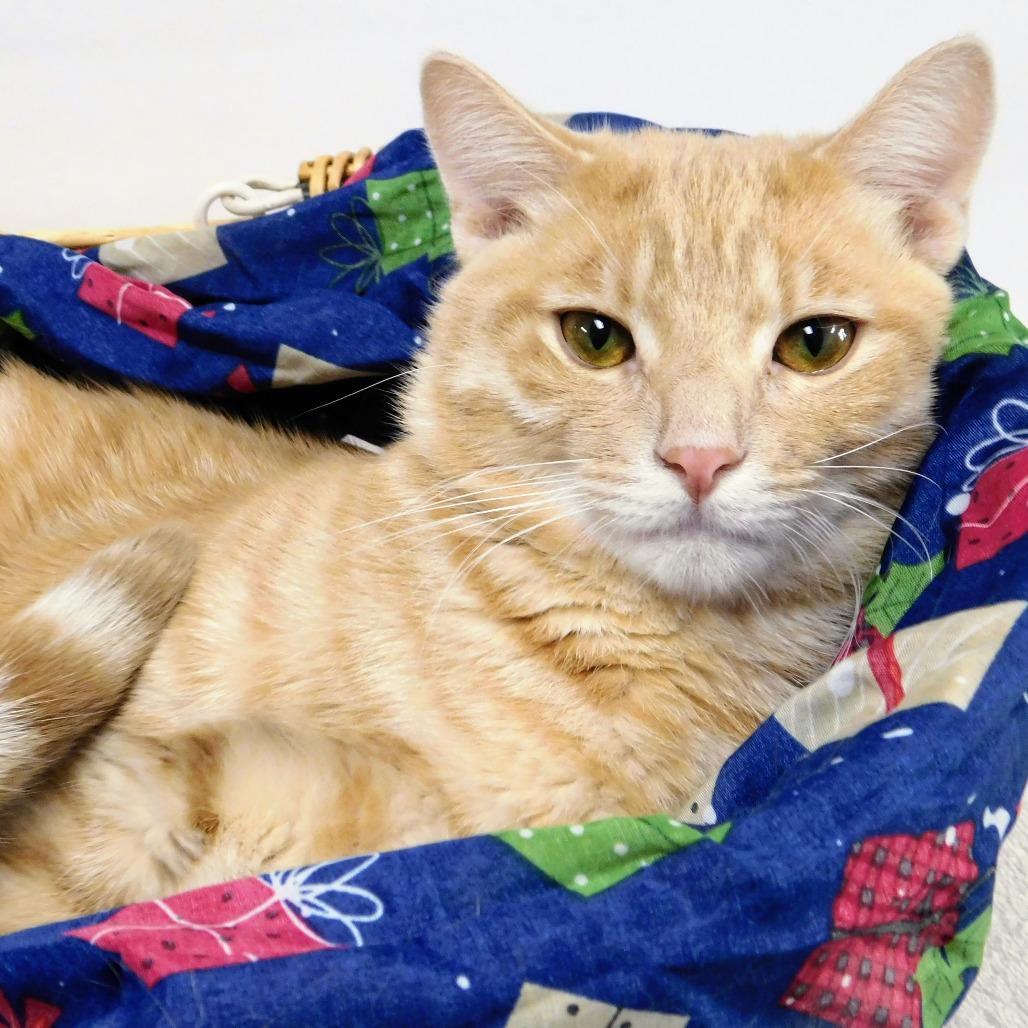 Enlarge Oscar, a Adoptable Domestic Short Hair in Canton, IL image 5/6