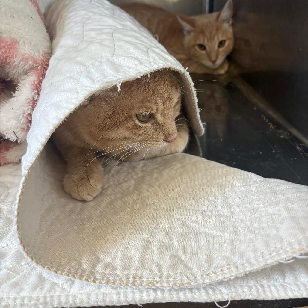 Enlarge Oscar, a Adoptable Domestic Short Hair in Canton, IL image 6/6