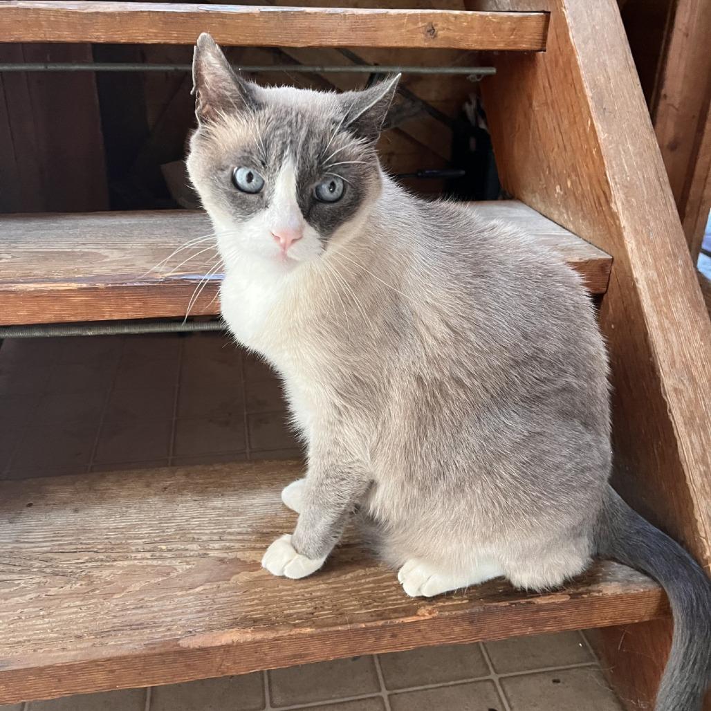 Sterling, Adoptable, Senior Male Domestic Short Hair & Mixed Breed.