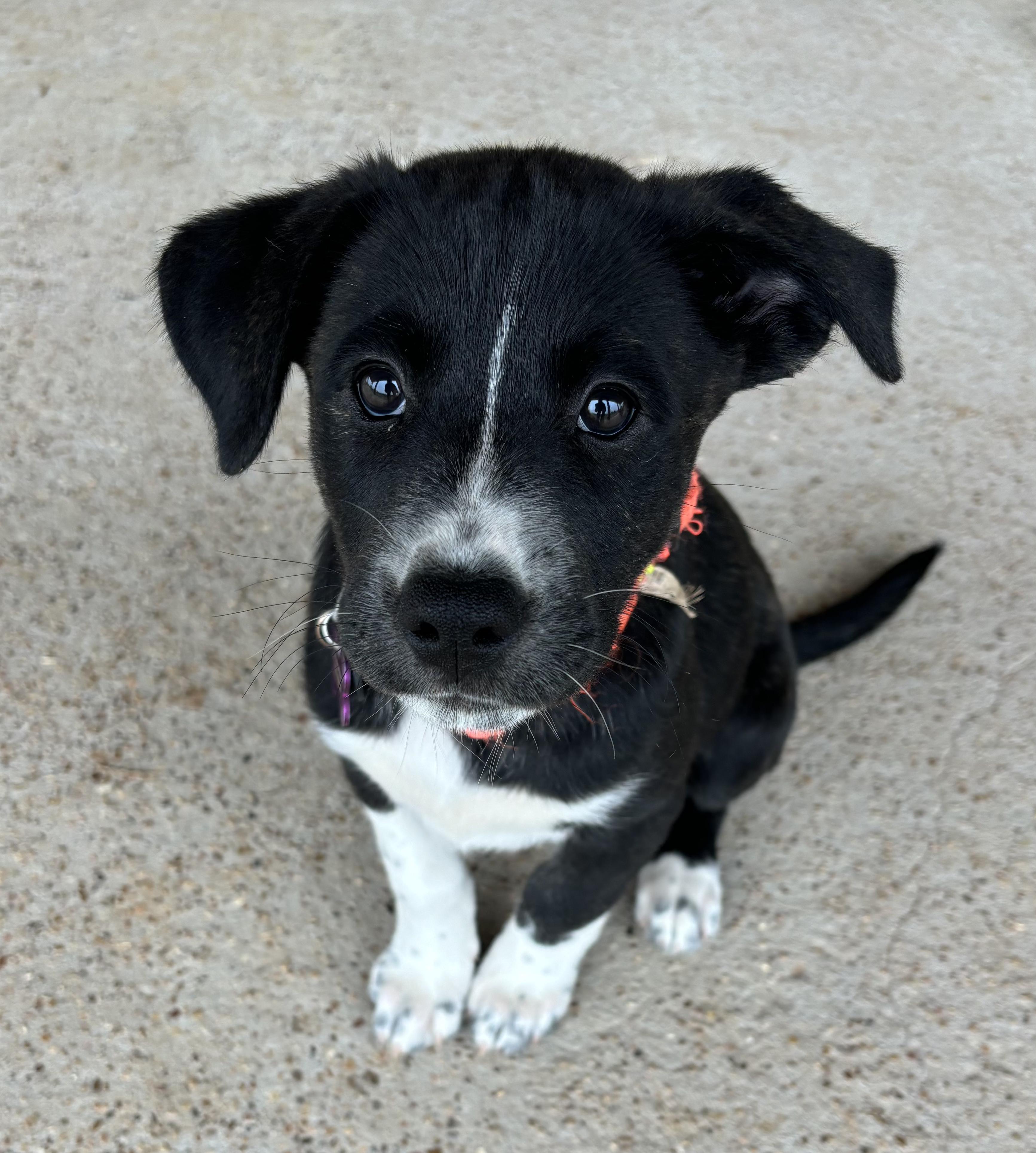 Enlarge Cherry, a Adoptable mixed breed in Bryan, TX image 1/1