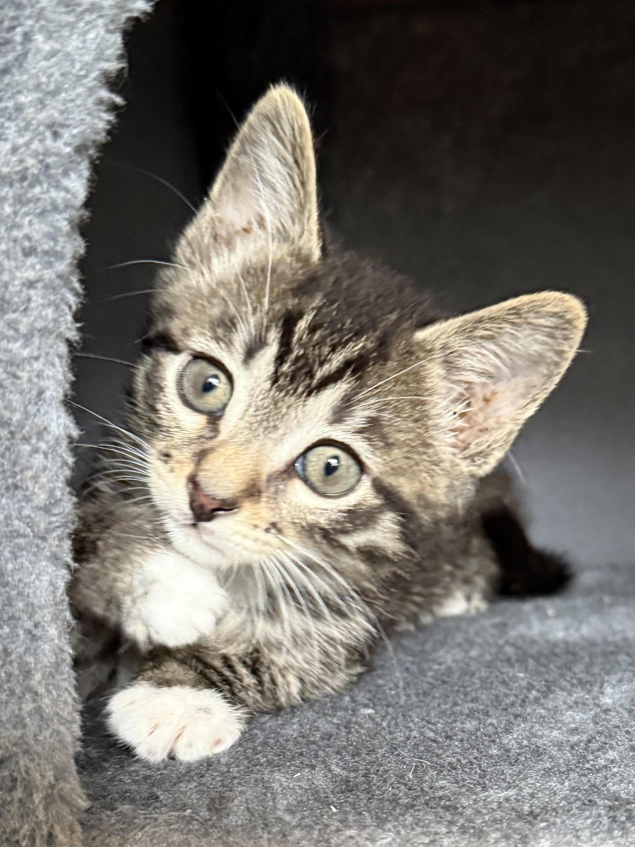 Kittens