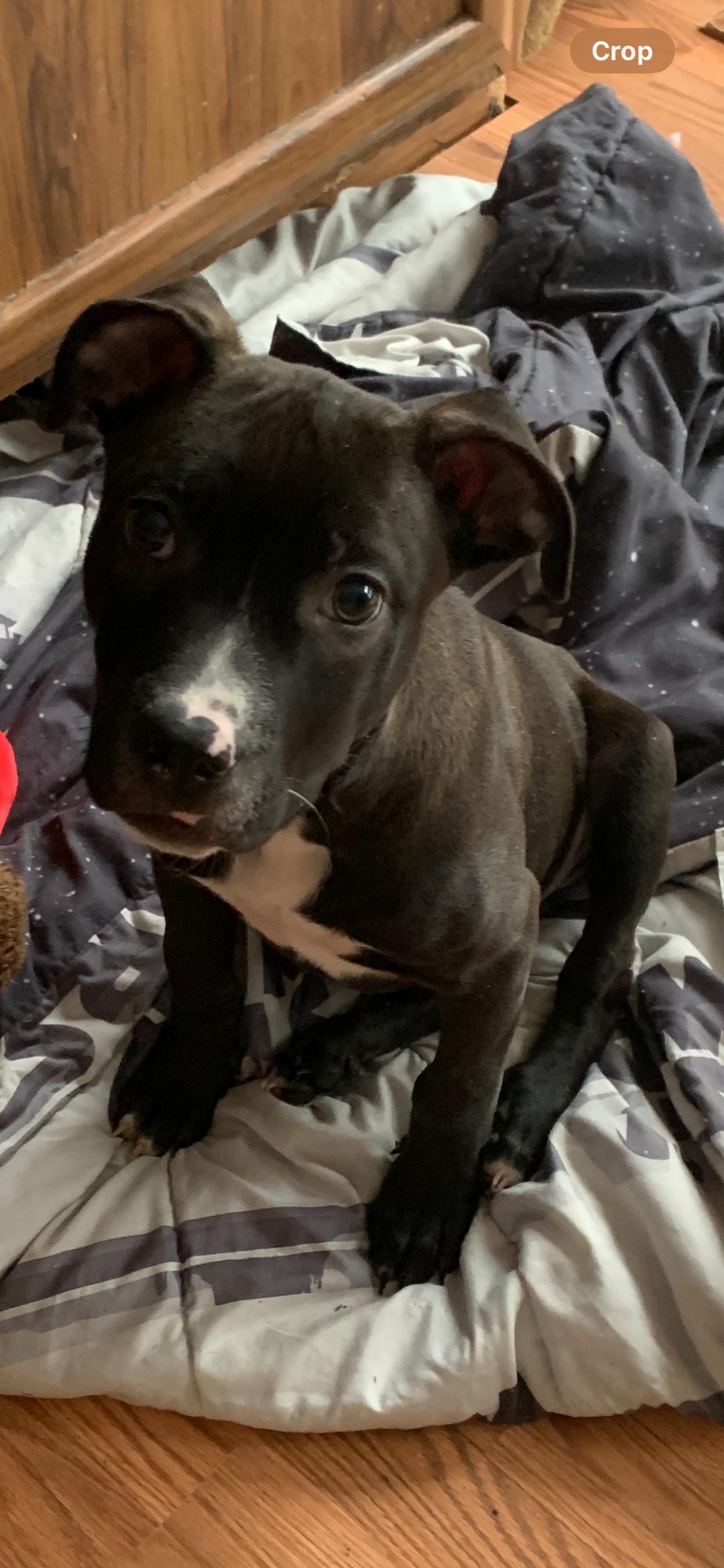 Bruno, ADOPTABLE, Puppy Male American Staffordshire Terrier.