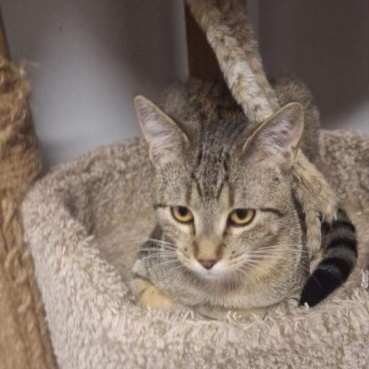 Kitzfire, a Adoptable Domestic Short Hair in Pocatello, ID image 1/2