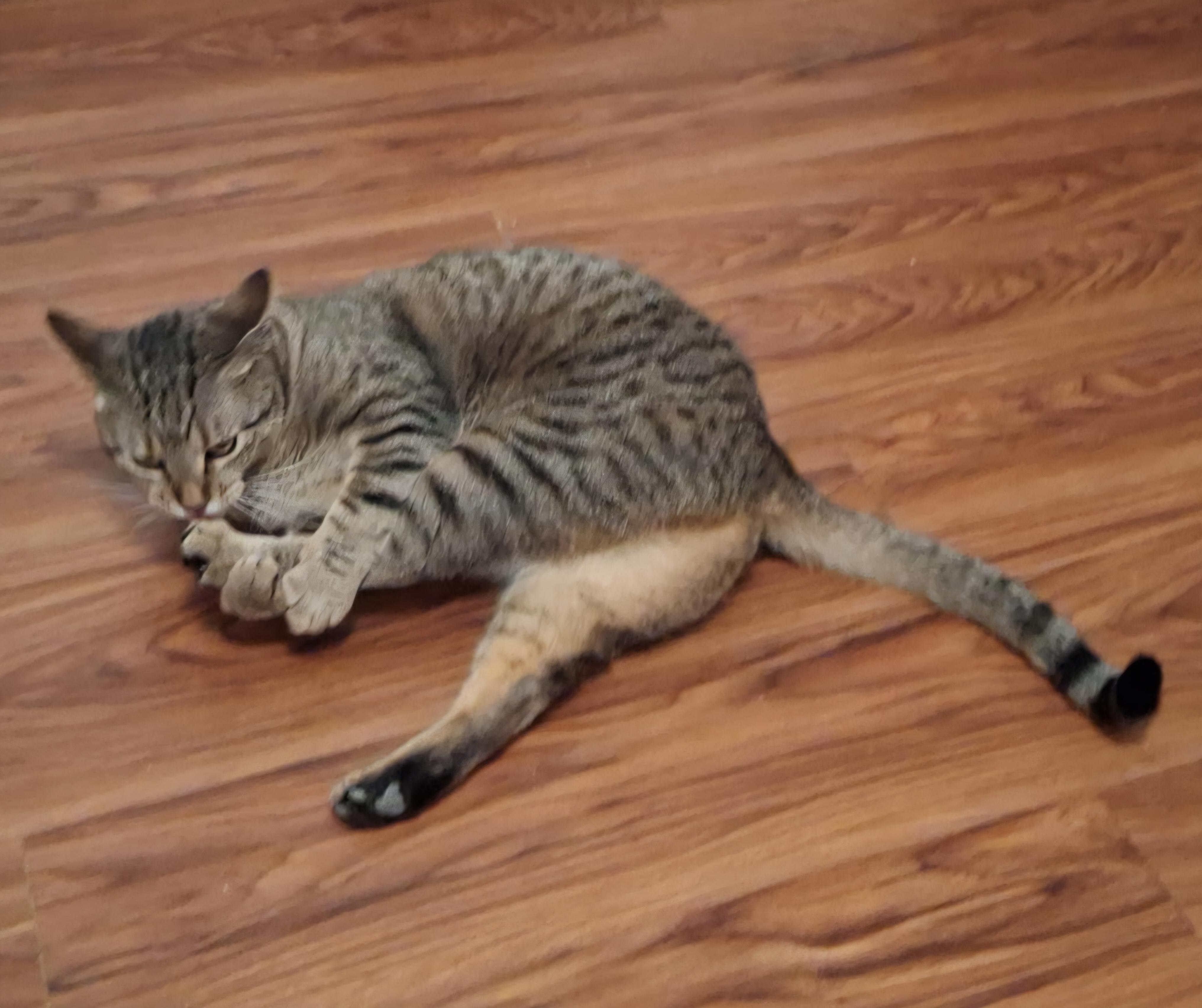 Enlarge Kitzfire, a Adoptable Domestic Short Hair in Pocatello, ID image 4/5