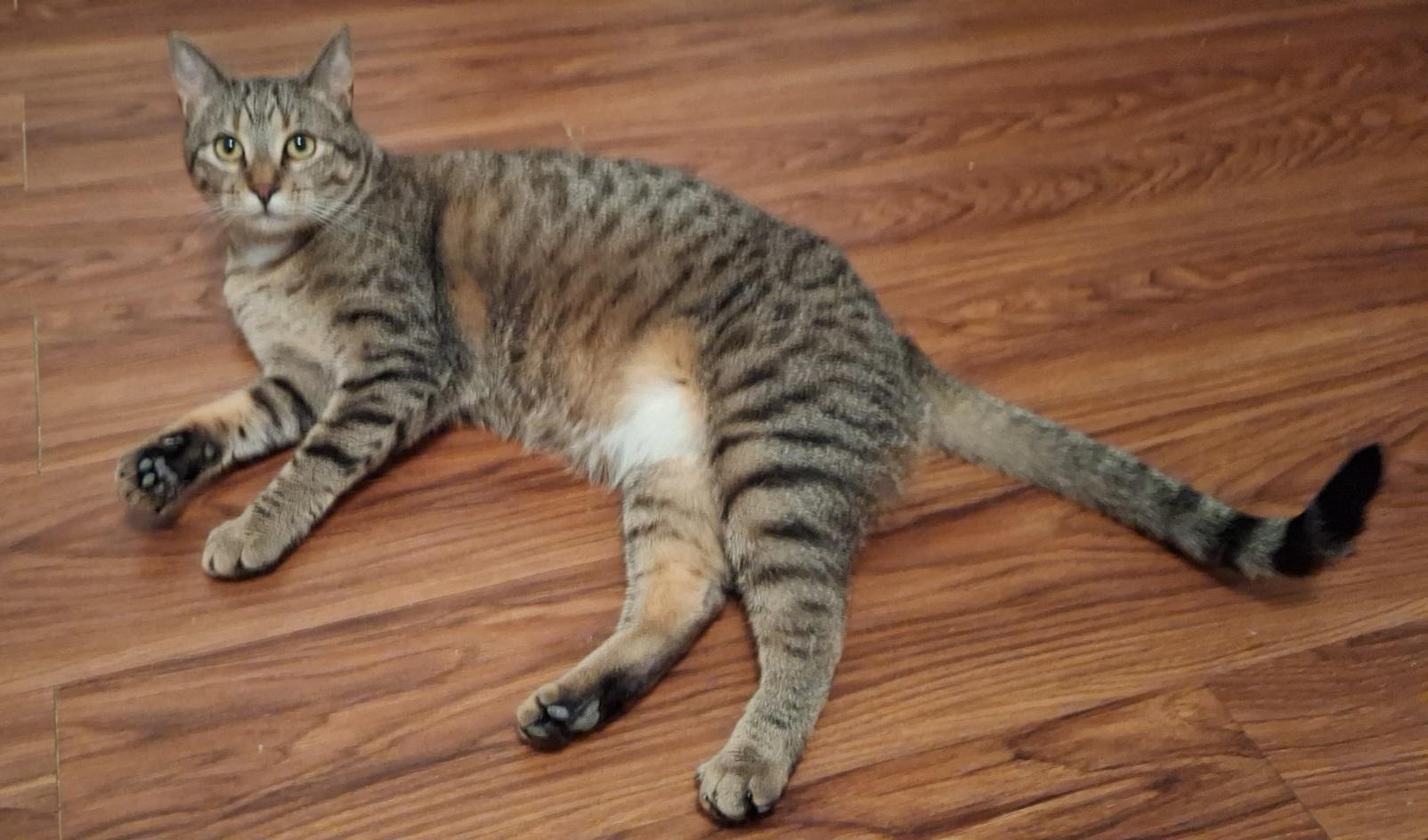 Enlarge Kitzfire, a Adoptable Domestic Short Hair in Pocatello, ID image 1/5