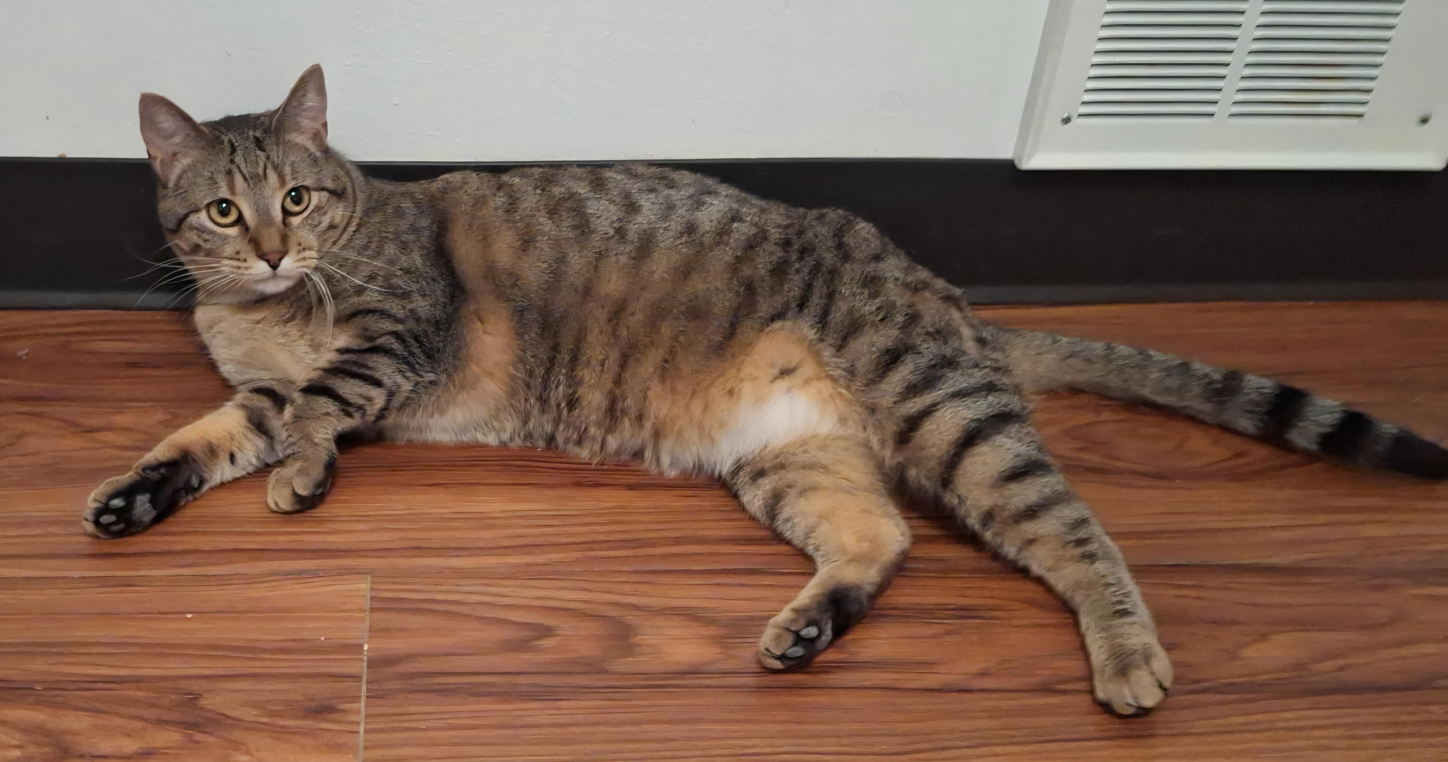Enlarge Kitzfire, a Adoptable Domestic Short Hair in Pocatello, ID image 5/5