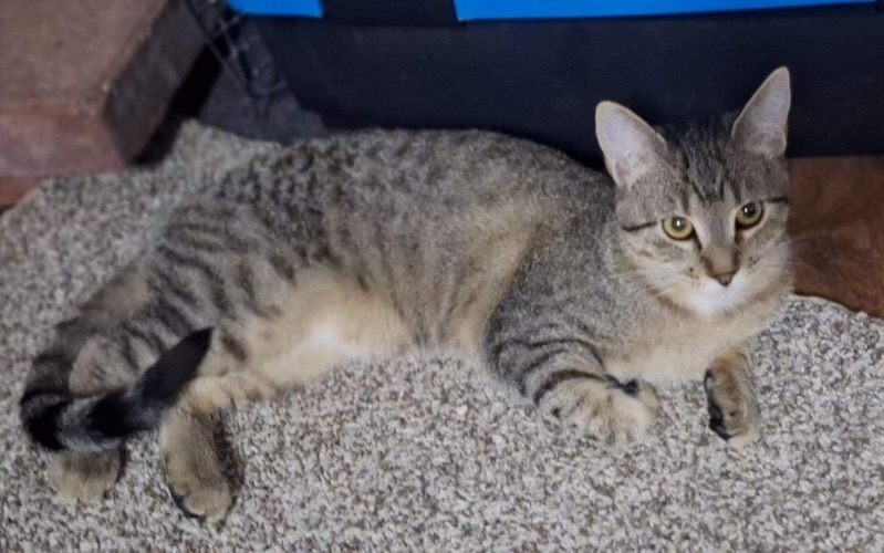 Kitzfire, a Adoptable Domestic Short Hair in Pocatello, ID image 2/2