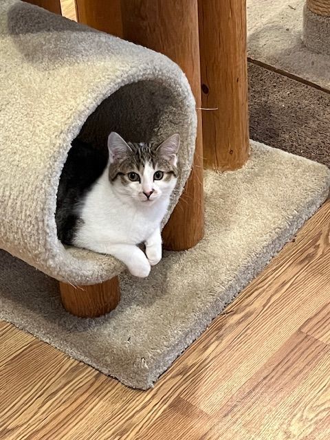 Remy, an adoptable Domestic Short Hair in Spencer, MA_image-1