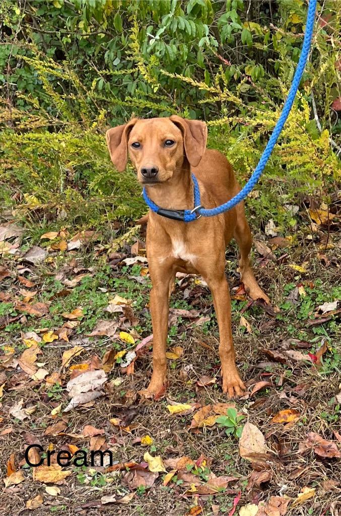 Cream, Adoptable, Young Female Mixed Breed.