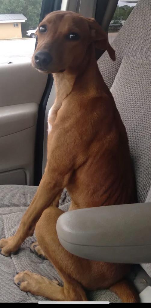 Enlarge Cream, a Adoptable mixed breed in Lawrenceburg, TN image 2/2