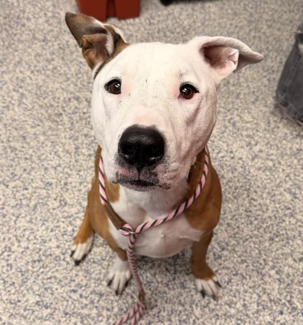 Everest, Adoptable, Senior Female Pit Bull Terrier & Labrador Retriever.