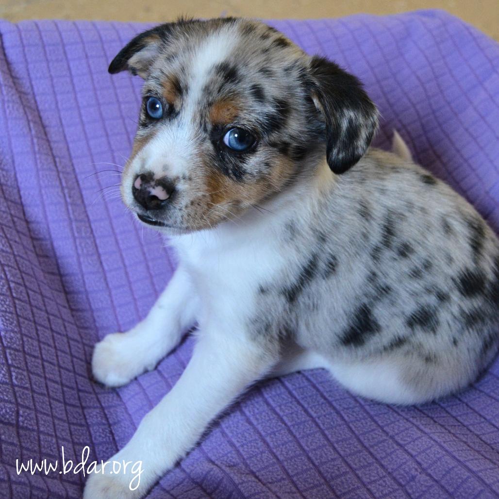 Moose, Adoptable, Puppy Male Corgi & Chihuahua.