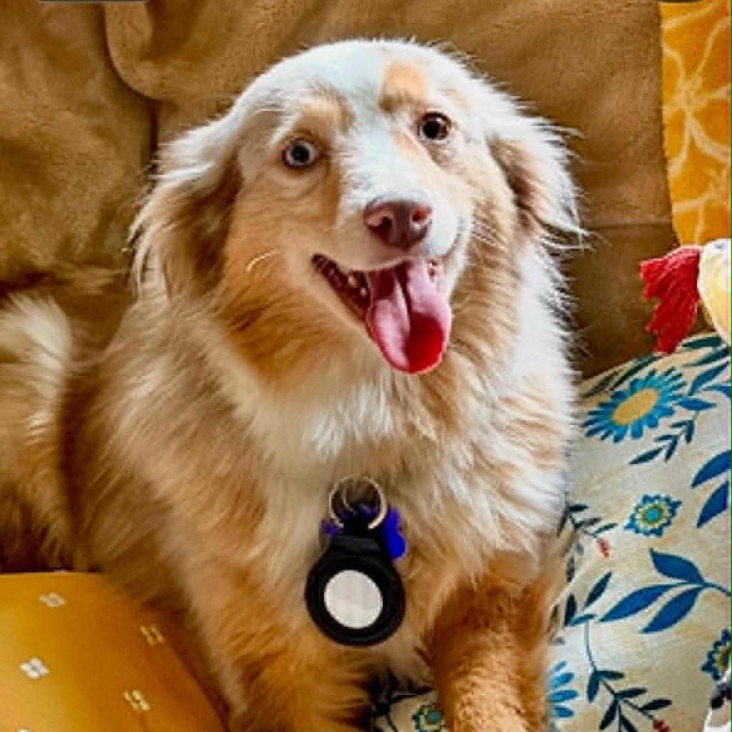 Carina, a Adoptable Australian Shepherd in Ada, MN image 2/2