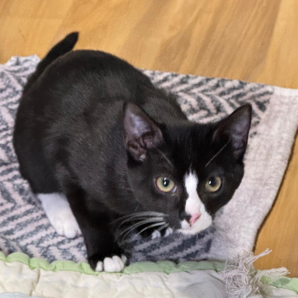 Enlarge Heidi, a Adoptable Domestic Short Hair in Franklin, NC image 1/4