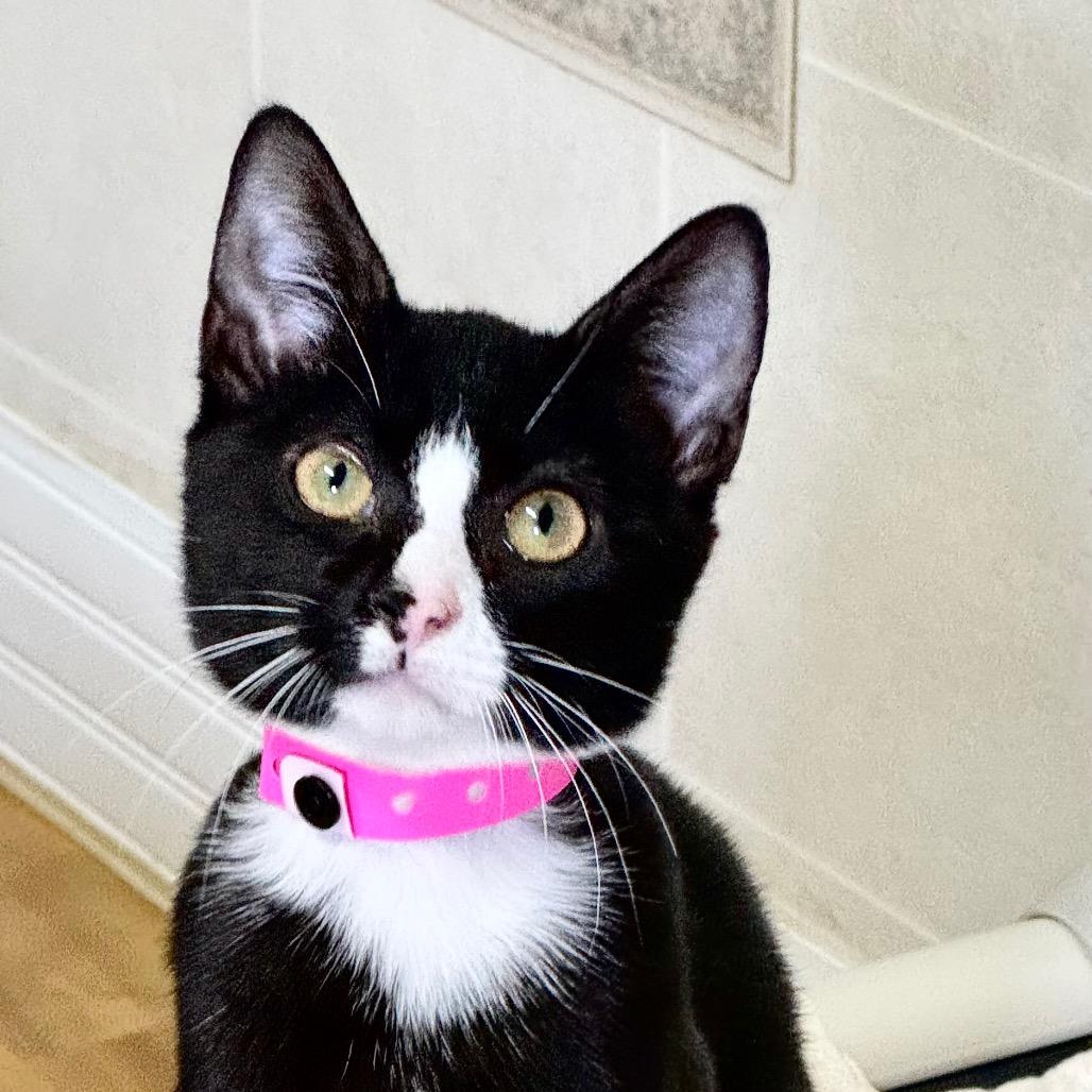 Enlarge Heidi, a Adoptable Domestic Short Hair in Franklin, NC image 2/4