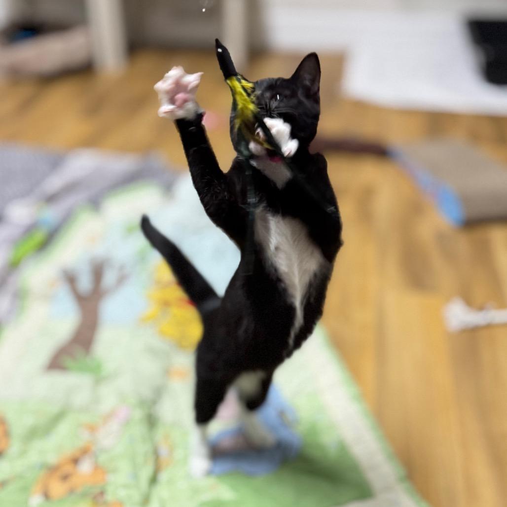 Enlarge Heidi, a Adoptable Domestic Short Hair in Franklin, NC image 3/4