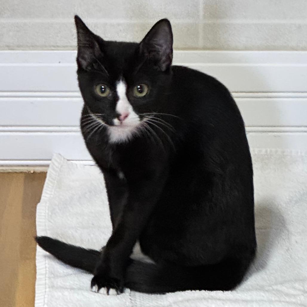 Enlarge Heidi, a Adoptable Domestic Short Hair in Franklin, NC image 4/4