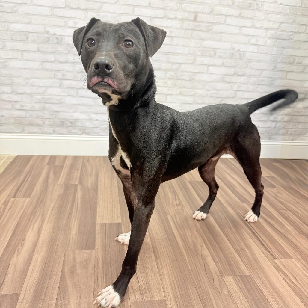 Sir Benedict Barkley, a Adoptable Terrier in Montgomery, AL image 1/2