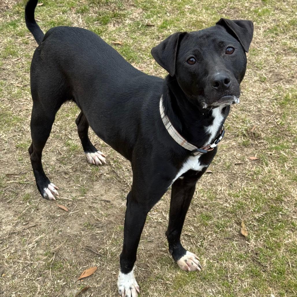 Sir Benedict Barkley, Adoptable, Young Male Terrier.