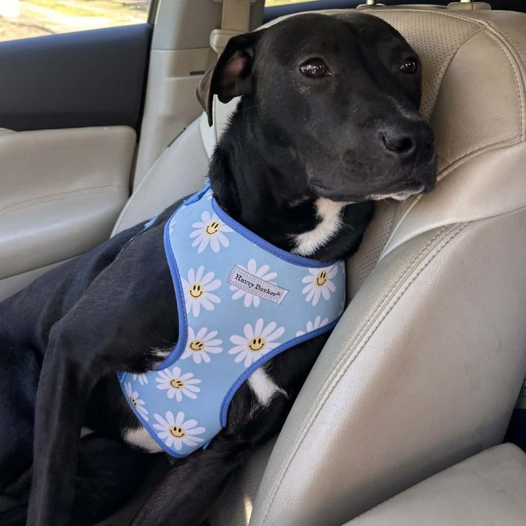 Enlarge Sir Benedict Barkley, a Adoptable Terrier in Montgomery, AL image 2/3