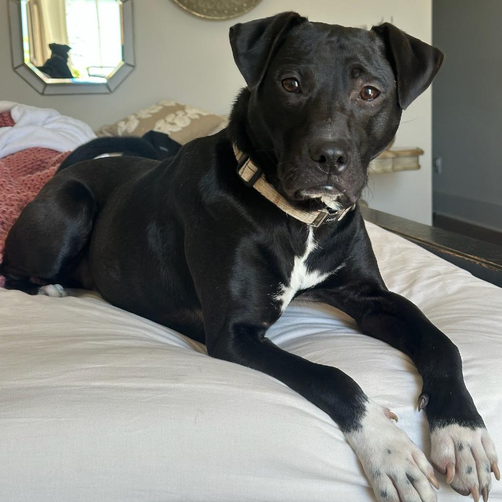 Enlarge Sir Benedict Barkley, a Adoptable Terrier in Montgomery, AL image 3/6