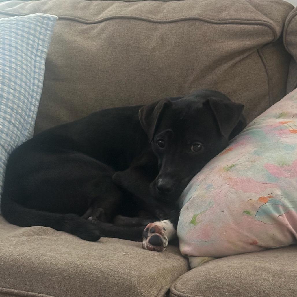 Enlarge Sir Benedict Barkley, a Adoptable Terrier in Montgomery, AL image 4/6