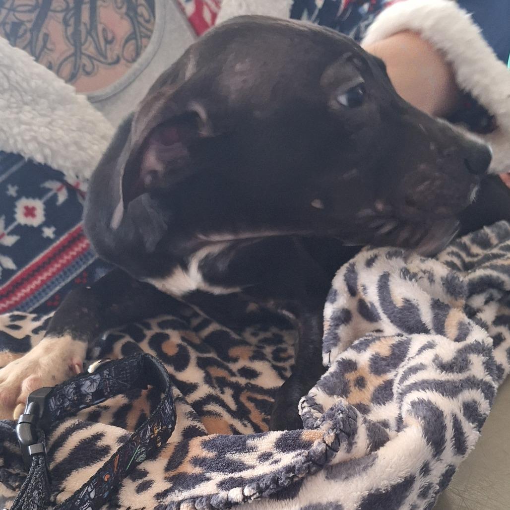 Sir Benedict Barkley, a Adoptable Terrier in Montgomery, AL image 2/2