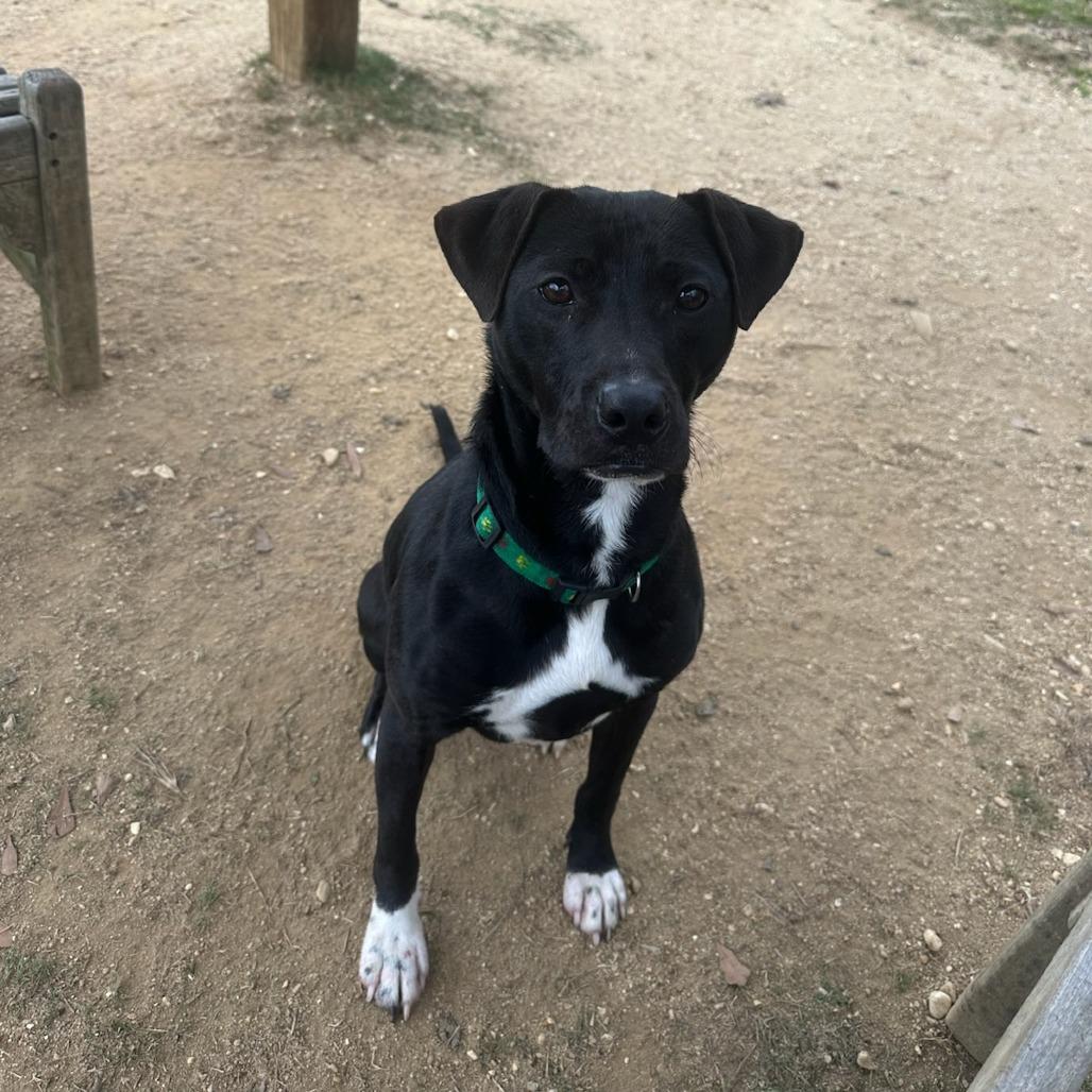 Enlarge Sir Benedict Barkley, a Adoptable Terrier in Montgomery, AL image 6/6