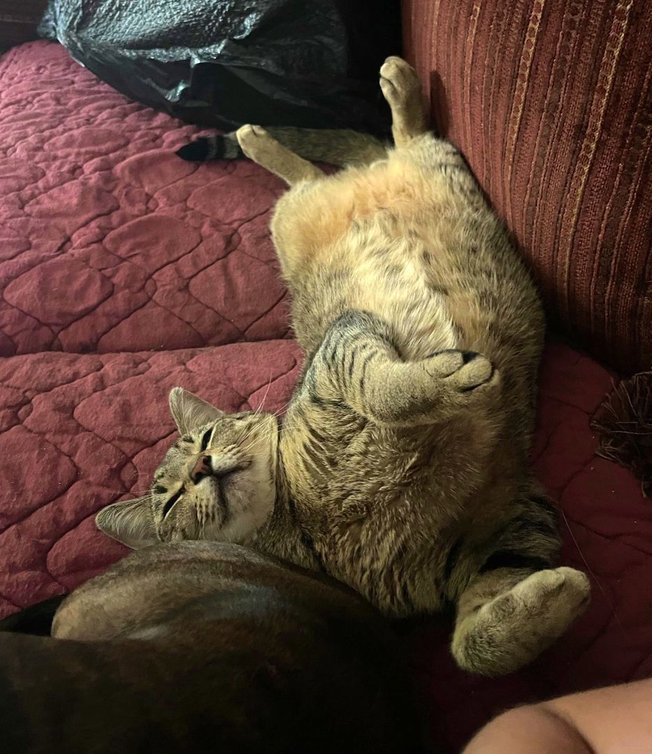 Mr. Pebbles, a Adoptable Tiger in Orange City, FL image 2/11