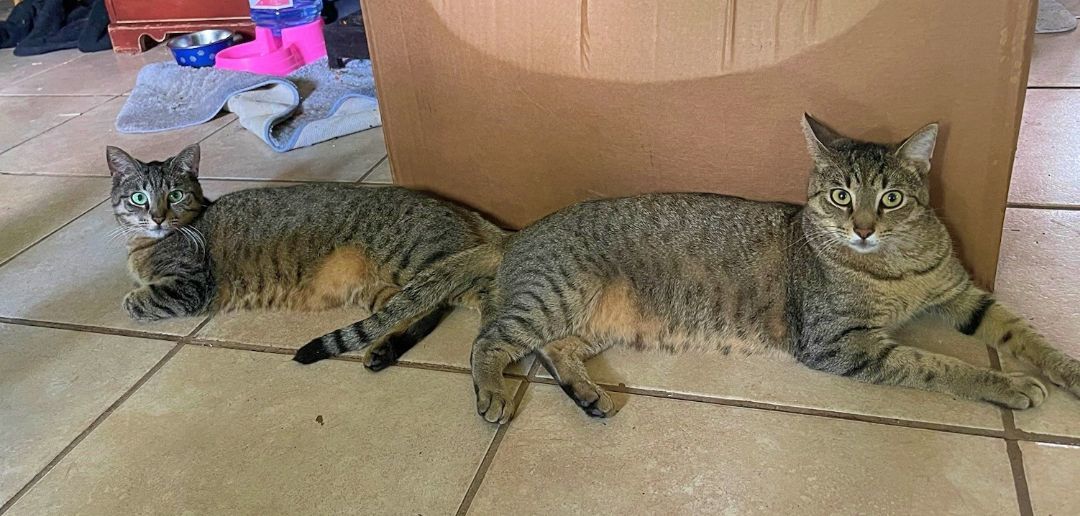 Mr. Pebbles thumbnail 4