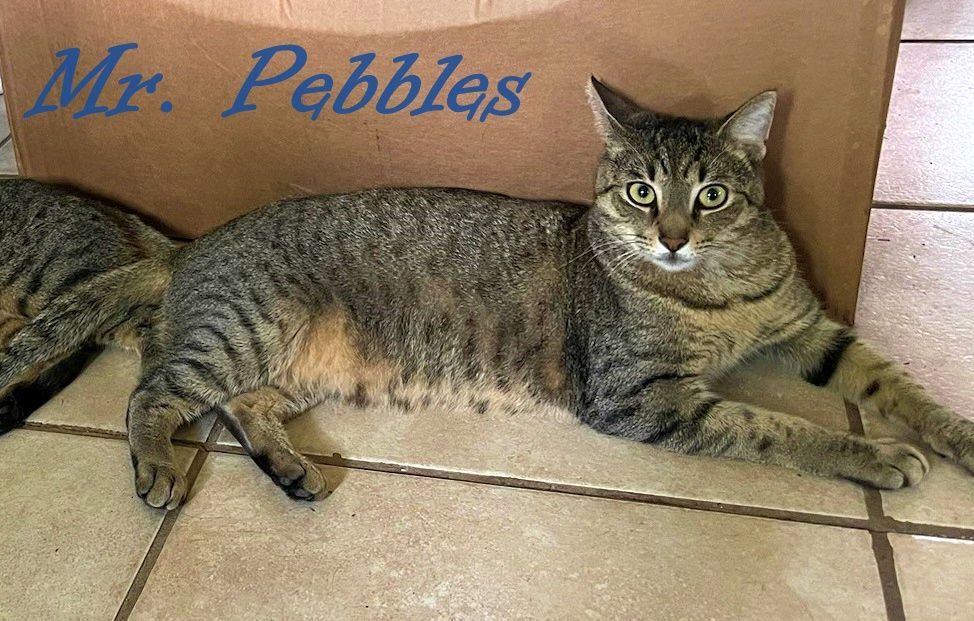 Mr. Pebbles, a Adoptable Tiger in Orange City, FL image 4/11