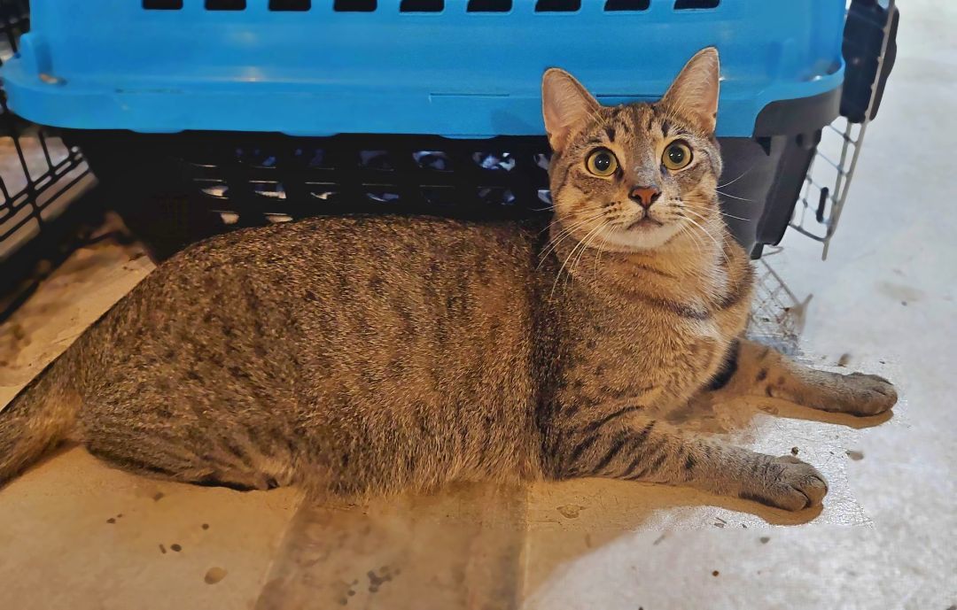 Mr. Pebbles, a Adoptable Tiger in Orange City, FL image 5/11