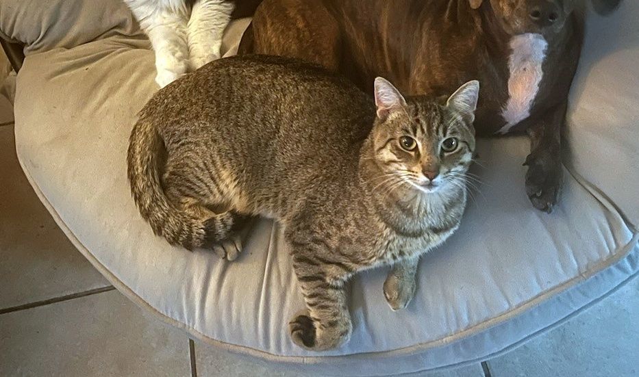Mr. Pebbles, a Adoptable Tiger in Orange City, FL image 6/11