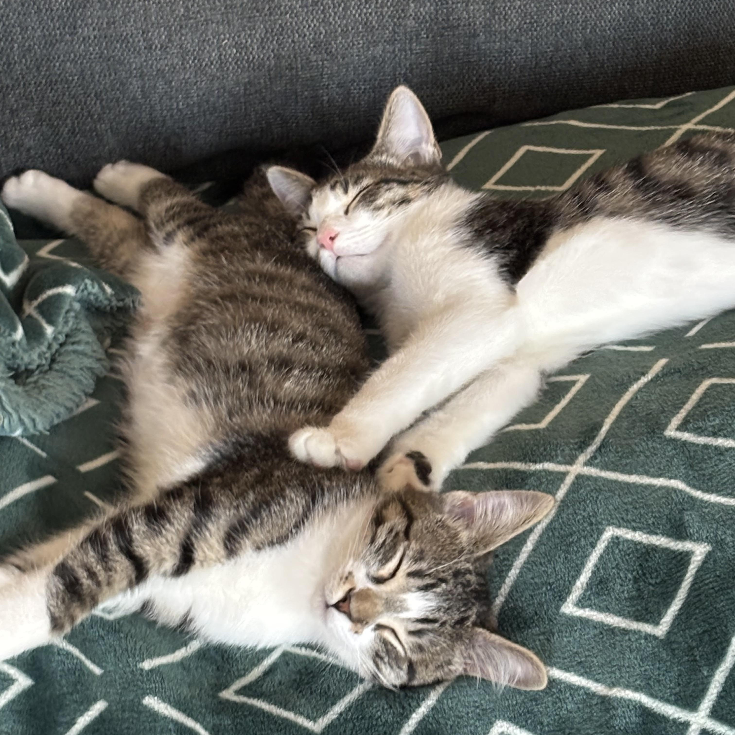 Enlarge Leo and Dolly (bonded pair), a Adoptable Domestic Short Hair in Sacramento, CA image 2/5