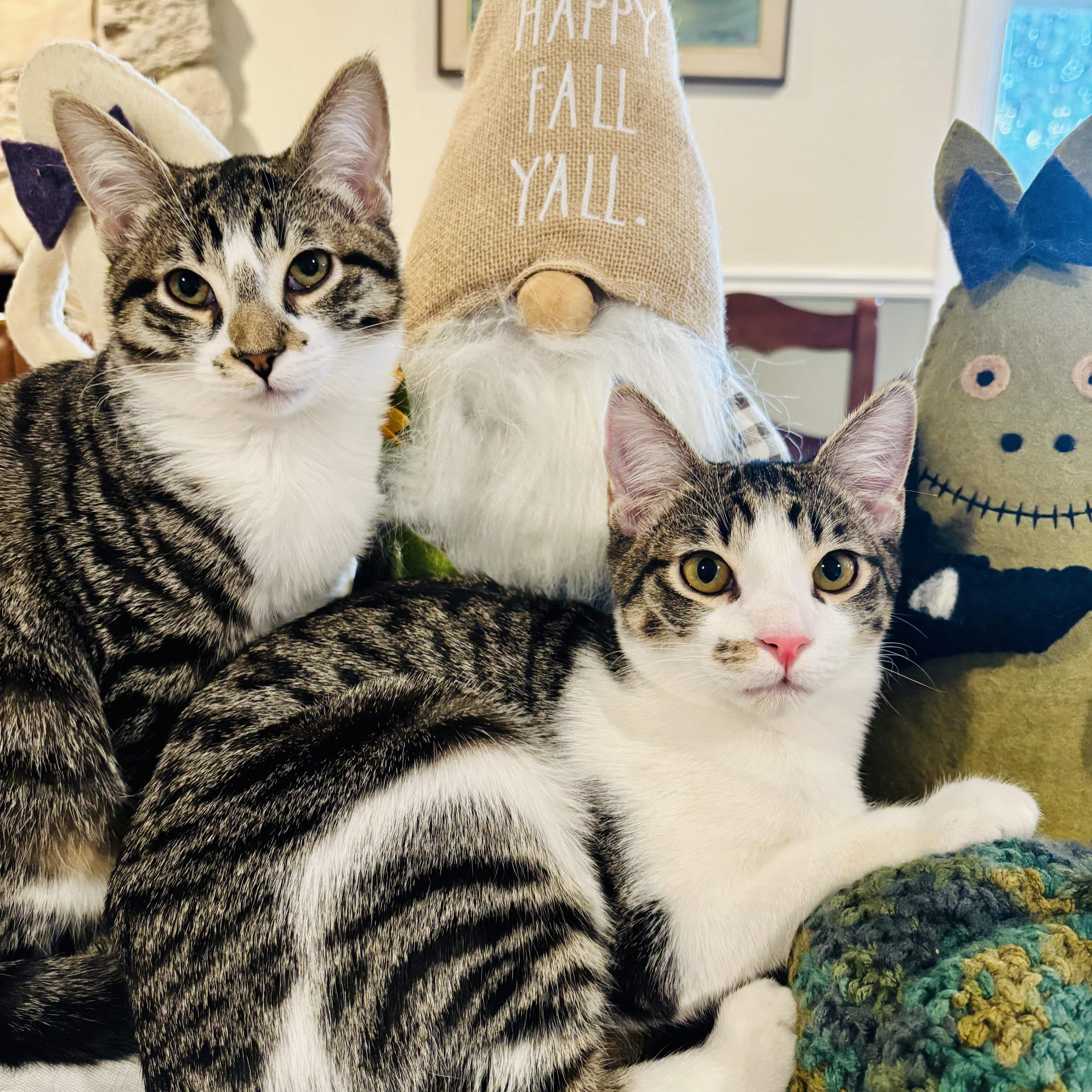 Enlarge Leo and Dolly (bonded pair), a Adoptable Domestic Short Hair in Sacramento, CA image 1/6
